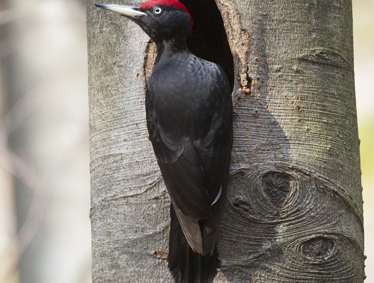 Picchio nero. Foto: cesare dolzani, Flickr Creative Commons