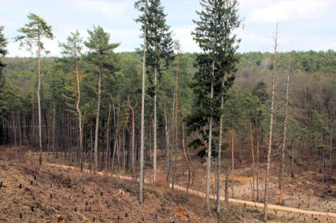 Figura 15: area di studio nel Parco Pineta di Appiano Gentile e Tradate. Foto Silvio Colaone