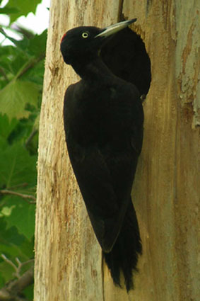 Figura 17: femmina di Picchio nero al nido su pioppo morto (specie indeterminata) in Valle Bagnoli.