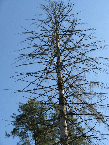 Figura 18: pianta morta di abete rosso utilizzata dal picchio nero nel 2006. Foto Silvio Colaone