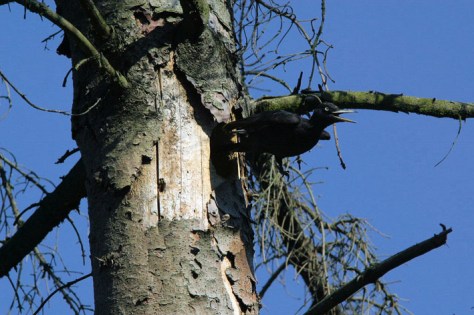 Figura 19: Picchio nero femmina che si invola dalla cavità nido su abete rosso morto (anno 2007). Foto Silvio Colaone