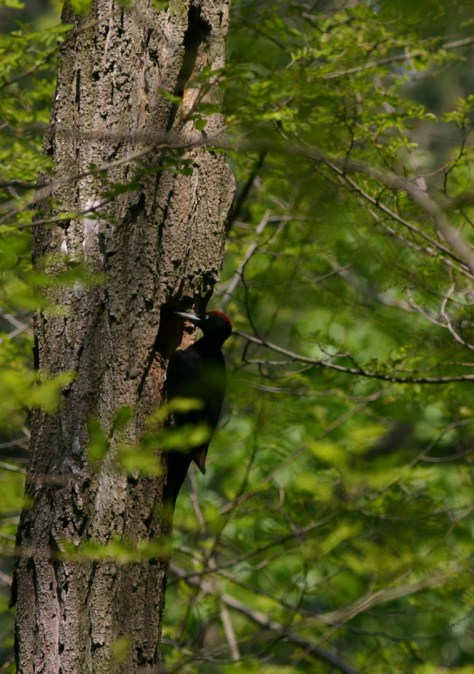 Figura 20: maschio di Picchio nero al nido su robinia (anno 2009). Foto Silvio Colaone