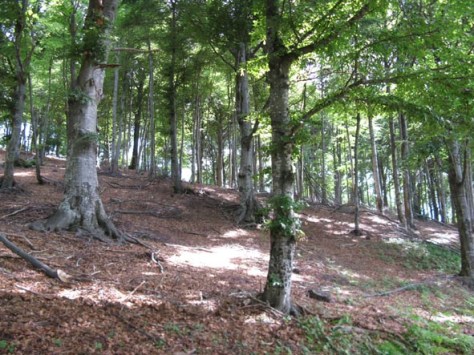 Figura 22: territorio ubicato in una faggeta nel Sic Veddasca. Foto Fabio Saporetti
