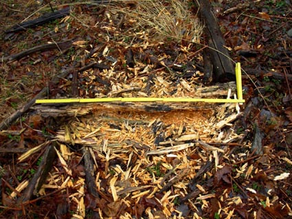 Figura 23: scavo alimentare su tronco di castagno a terra. Misura di riferimento di 1 metro Foto Fabio Saporetti