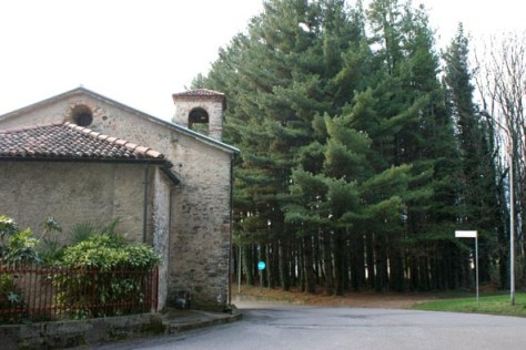 Figura 26: piccolo impianto artificiale di Pino strobo in cui è stato osservato un individuo di Picchio nero nei primi giorni del dicembre 2009, nell’abitato di Induno Olona. La zona è caratterizzata da alternanza di aree urbanizzate, prati stabili, parcelle forestali a conifere e latifoglie. Foto Fabio Saporetti