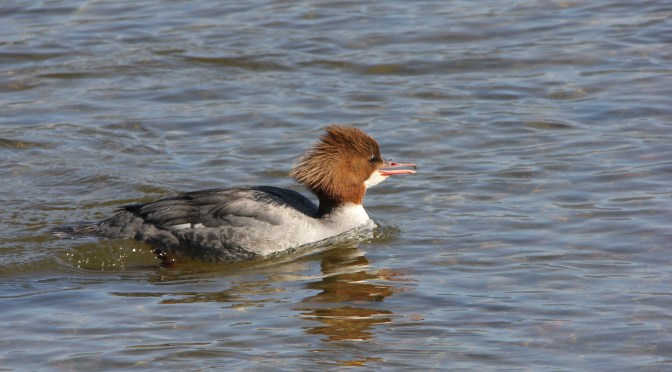 12 gennaio 2014: censimento IWC (International Waterbird Census)