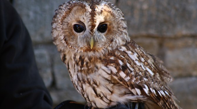 Corso avanzato di birdwatching al Parco Pineta