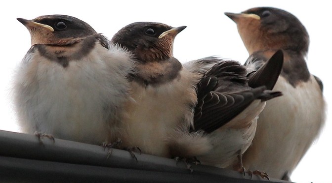 barn swallow children Katsura Miyamoto Flickr CC