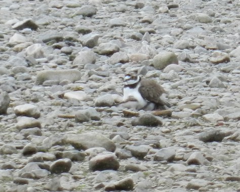 Figura 23: i genitori coprono i pulli dove capita. Foto di Fabio Saporetti