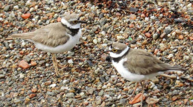 Online il rapporto sul Corriere piccolo in provincia di Varese