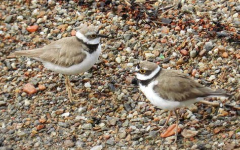 Figura 1-giugno 2014, isola del fiume Tresa: la coppia nidificante (femmina a sinistra, maschio a destra). Foto di Fabio Saporetti
