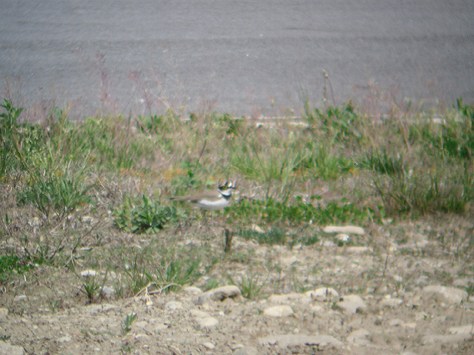 Figura 12: area F. Un individuo nei pressi del territorio riproduttivo; sullo sfondo la pista d'asfalto. Foto di Andrea Vidolini