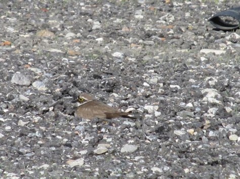 Figura 7: area C, presso centro commerciale IPER di Varese. Un individuo sul substrato ghiaioso. Foto di Andrea Vidolini