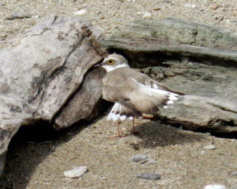 Figura 19: la femmina in "stretching". Foto di Fabio Saporetti