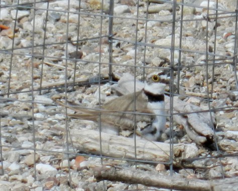 Figura 20: il 20 giugno si schiudono 3 uova; due pulli spuntano tra le piume del ventre materno. Davanti, parzialmente scoperto, si intravede un uovo. Foto di Fabio Saporetti
