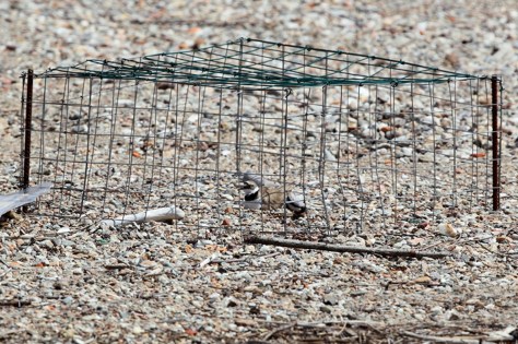 Figura 16: maschio in cova. Foto di Cristiano Crolle