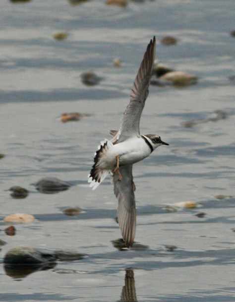 Figura 18: maschio in volo. Foto di Cristiano Crolle