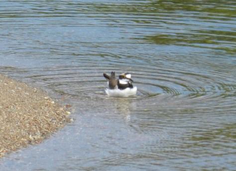 Figura 21: il maschio mentre si bagna le piume del ventre prima di tornare il nido a coprire i pulli. La settimana precedente la schiusa gli adulti spesso mettevano in atto questo comportamento, stando sopra le uova senza accovacciarsi. Foto di Fabio Saporetti