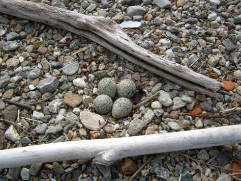 Figura 14: nido al 1 giugno 2014, area A. Foto di Fabio Saporetti