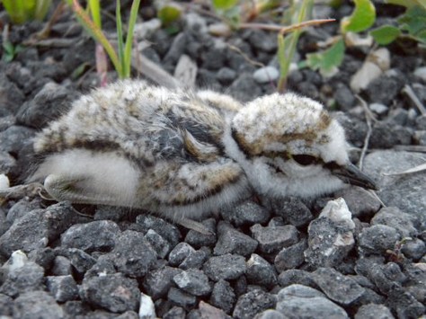 Figura 2: pullo dell'età di 1 giorno. Area Centro Commerciale IPER, Varese. Foto di Mirko Tomasi