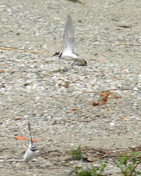 Figura 17: scontro intraspecifico tra il maschio della coppia ed altro maschio intruso. Foto di Fabio Saporetti