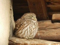 Civetta - foto di Mirko Tomasi