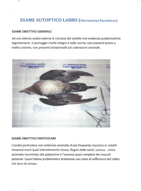 Labbo_Autopsia