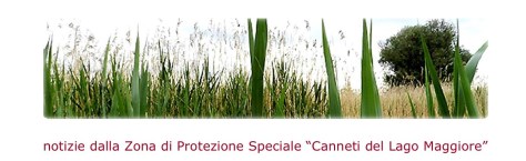 Foto bollettino dei canneti