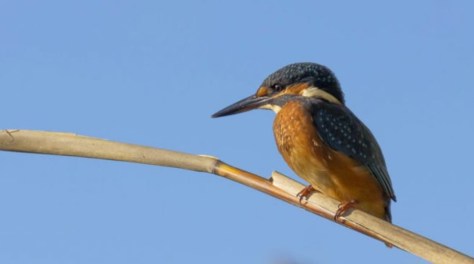 Martin pescatore Milo 2